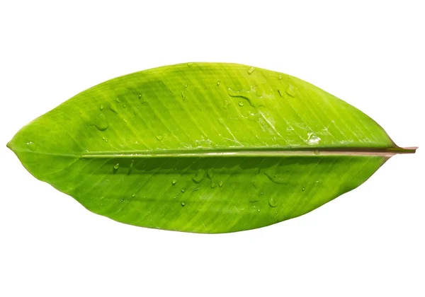 Банановый лист с капельками воды изолирован — стоковое фото