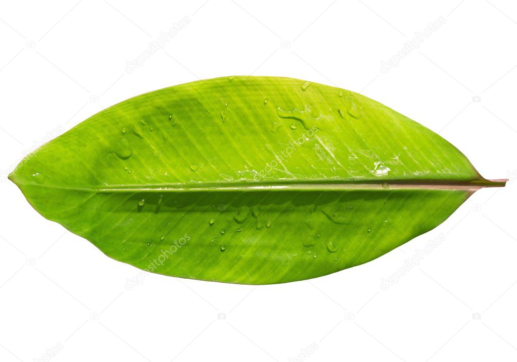 Banana leaf with water drops isolated