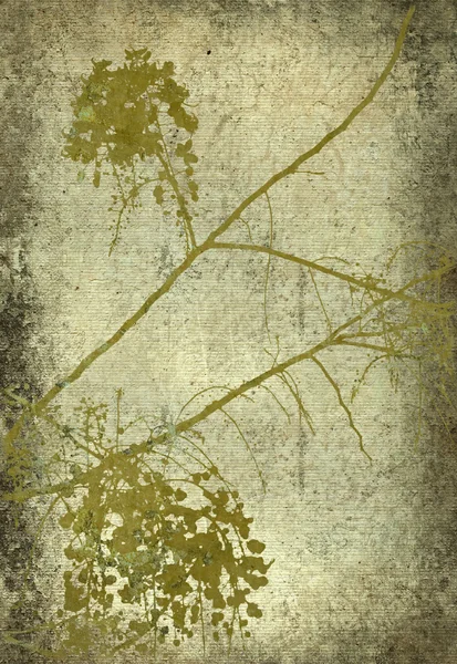 Grunge olivové květy větev tisk — Stock fotografie