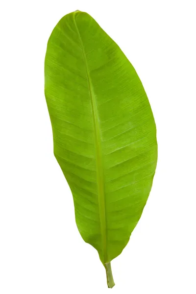 Čerstvé zelené banánové listy — Stock fotografie