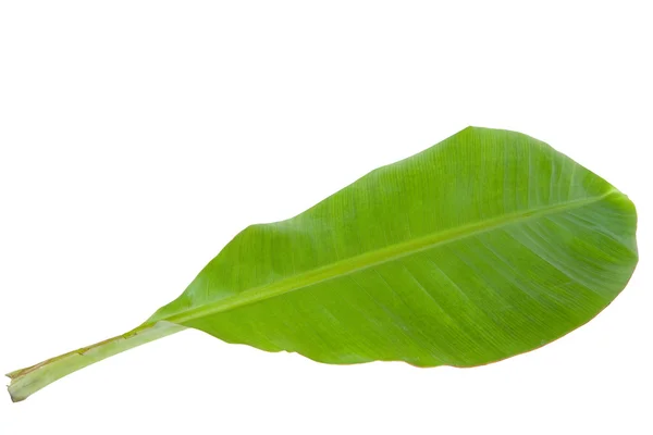 Folha de banana verde fresca isolada — Fotografia de Stock