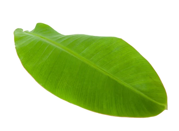 Čerstvé zelené banánové listy — Stock fotografie
