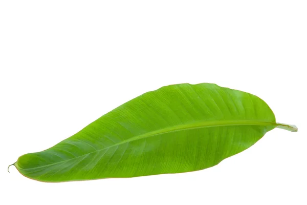 Folha de banana verde fresca — Fotografia de Stock