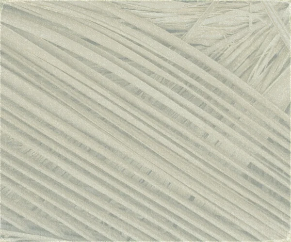 Cinza texturizado folha de coco fundo — Fotografia de Stock