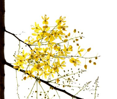 Blossom of the Golden Shower Tree isolated clipart