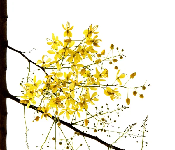 Flor da Árvore de Chuveiro Dourada isolada — Fotografia de Stock