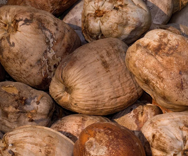 stock image Coconut Background