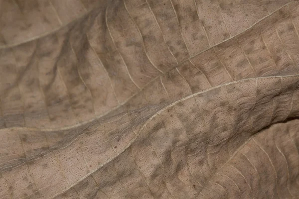 Konturen eines getrockneten Blattes — Stockfoto