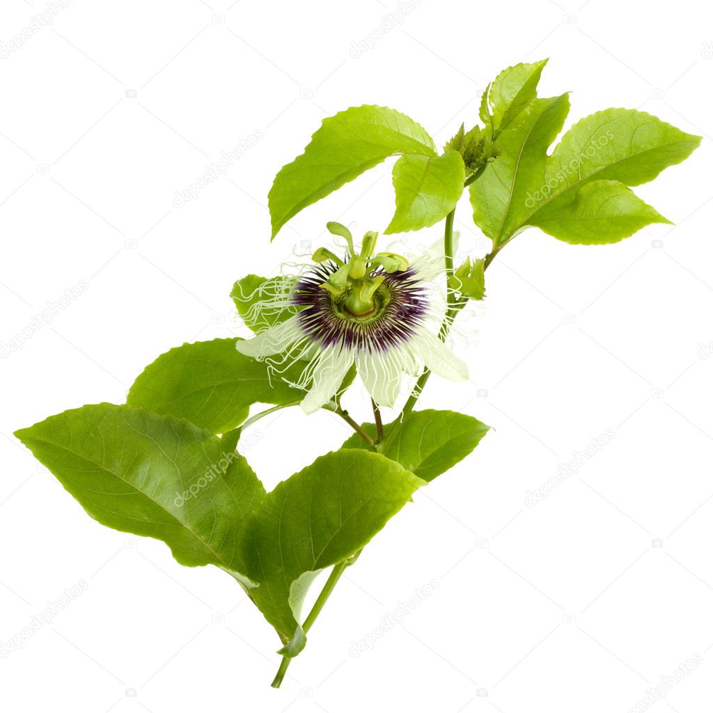 Passion Fruit Flower and Leaves Isolated on white