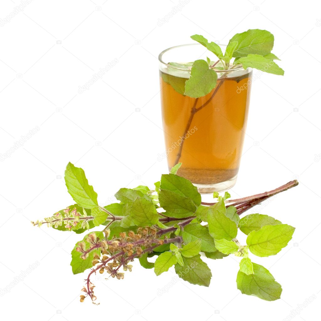Holy Basil Tulsi Tea Ayurvedic Remedy — Stock Photo © luceluceluce 4506241