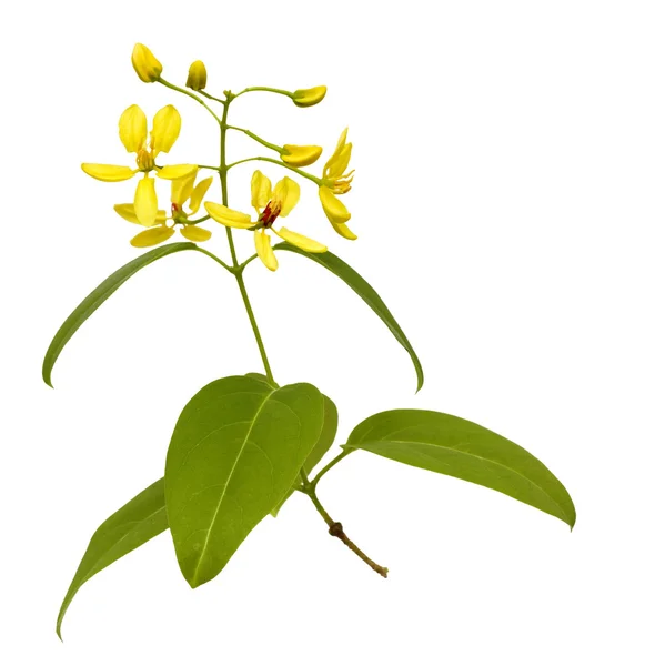 Гілка жовтих квітів ізольована — стокове фото