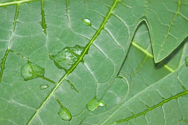 Tropikalny liść z waterdrops — Zdjęcie stockowe