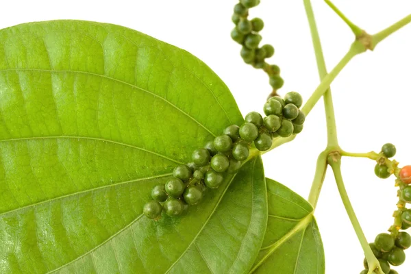 Fresh Peppercorns on a branch — Stock Photo, Image