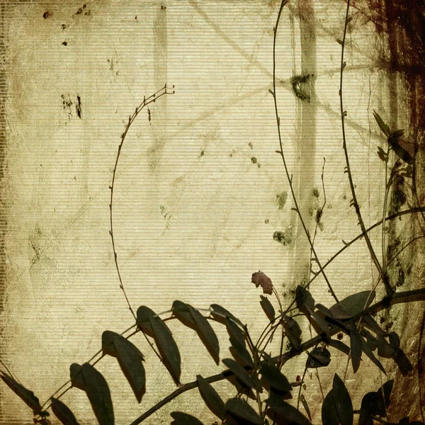 Grunge tangled branches on antique bamboo paper — Stock Photo, Image