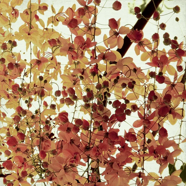 Persika och röda blossom grenar — Stockfoto