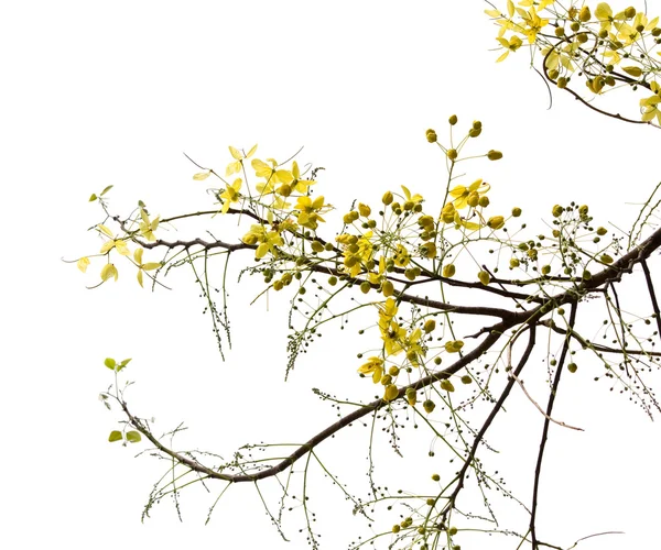 Branco di fiori dal Golden Shower Tree — Foto Stock