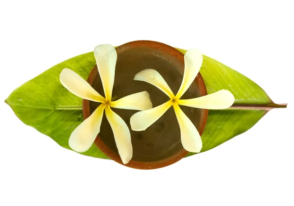 stock image Frangipani in a bowl on a fresh banana leaf with water drops isolated with clipping path