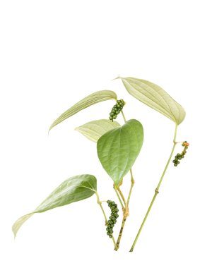 Peppercorn Vine Isolated with clipping path and text space clipart