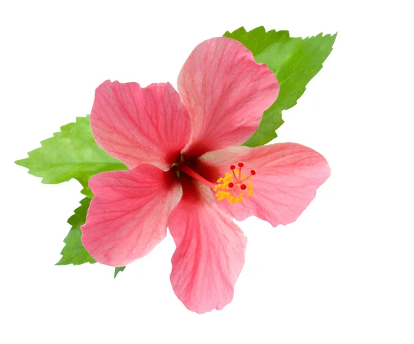 Roze hibiscus met loof geïsoleerd — Stockfoto