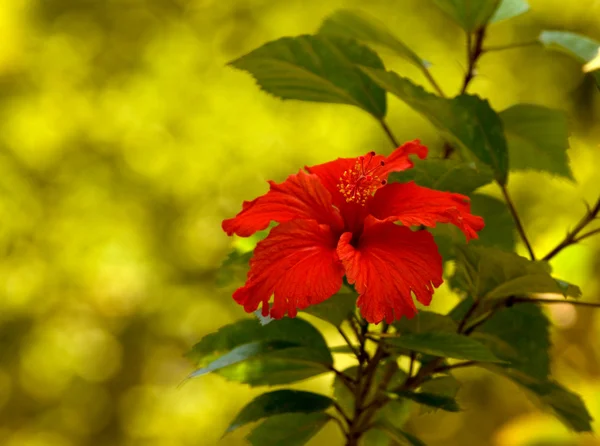 Tropiska Röda Hibiscus Blomma Gren — Stockfoto