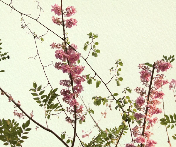 Frühlingsblüte auf Büttenpapier — Stockfoto