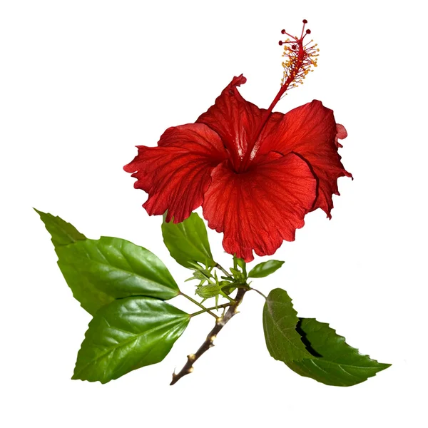クリッピング パスと分離した葉を持つ熱帯赤いハイビスカスの花 — ストック写真