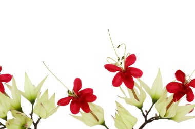 Bleeding Heart Vine Border Isolated with Clipping Path clipart