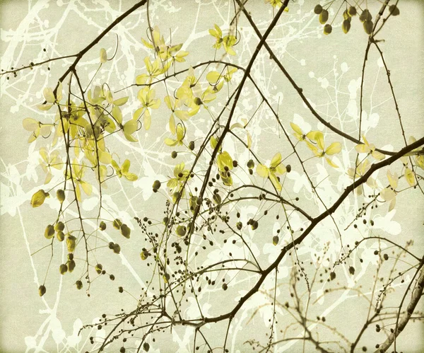 Tangled gyllene dusch träd — Stockfoto