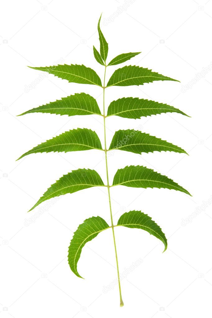 Neem Leaf Sacred Ayurvedic Remedy and Popular Organic Pesticide Isolated with Clipping Path