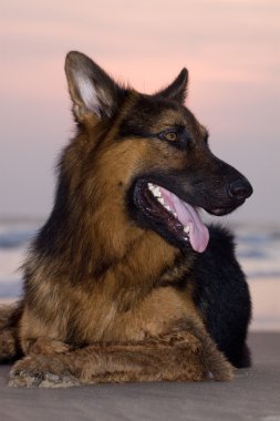 German Shepherd Relaxes Happily on the Beach at Sunset clipart