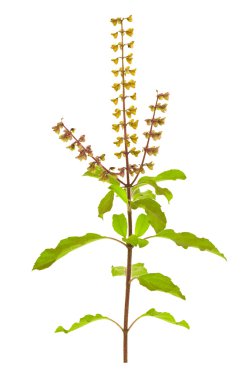 Holy Basil or Tulsi with seeds and flowers, an Ayurvedic Sacred Remedy isolated with clipping path clipart