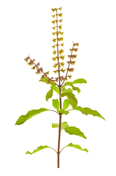 Holy Basil Tulsi Seeds Flowers Ayurvedic Sacred Remedy Isolated Clipping — Stock Photo, Image