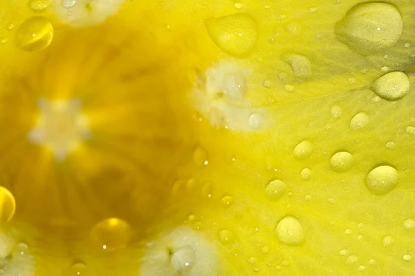 Kronblad i regn bakgrunden — Stockfoto