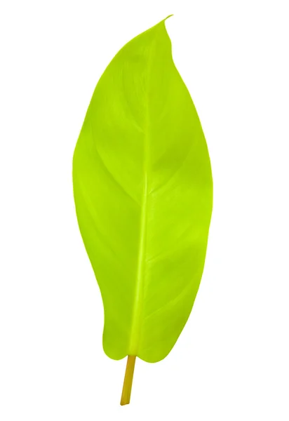 Tropikalny liść na białym tle ze ścieżką przycinającą — Zdjęcie stockowe