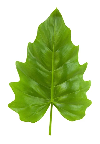 Изолированный тропический лист Филодендрона — стоковое фото