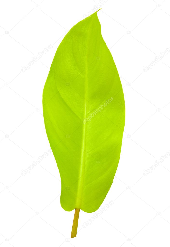 Tropical leaf isolated with clipping path