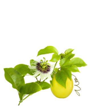 Passion Fruit on the vine clipart