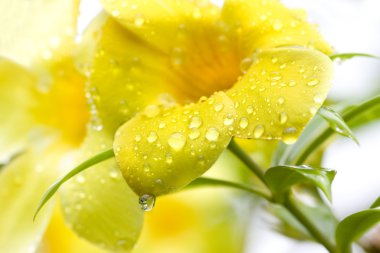 Golden Trumpet Vine after the Rain clipart