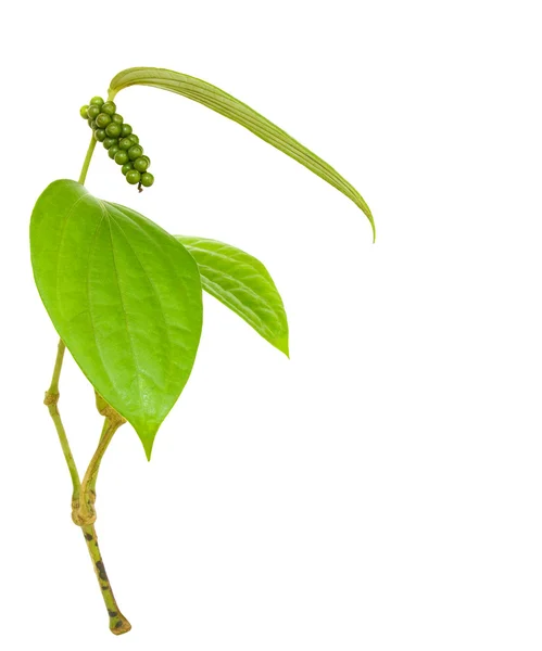 Peppercorn Branch Isolated White Clipping Path — Stock Photo, Image