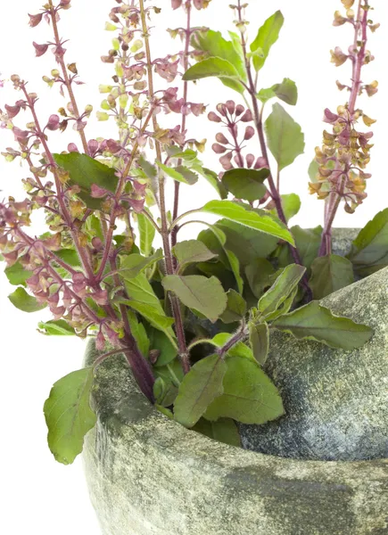 Ayurvedic Remedy Holy Basil or Tulsi in a Stone Pestle and Morta — Stock Photo, Image
