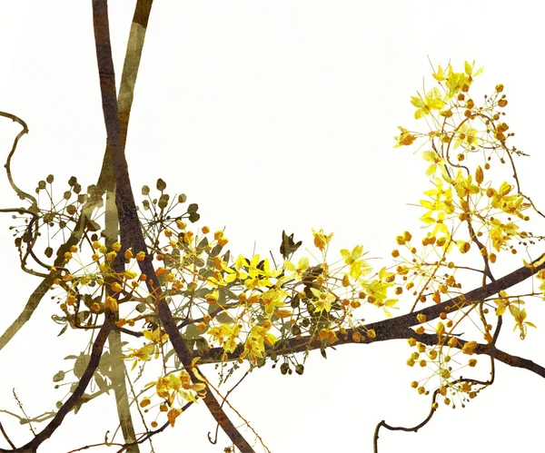 テキスト領域の白い背景の上の花の芸術 — ストック写真