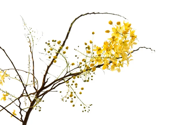 Blossom Izole Kırpma Yoluyla Altın Duş Ağaç Dalı — Stok fotoğraf