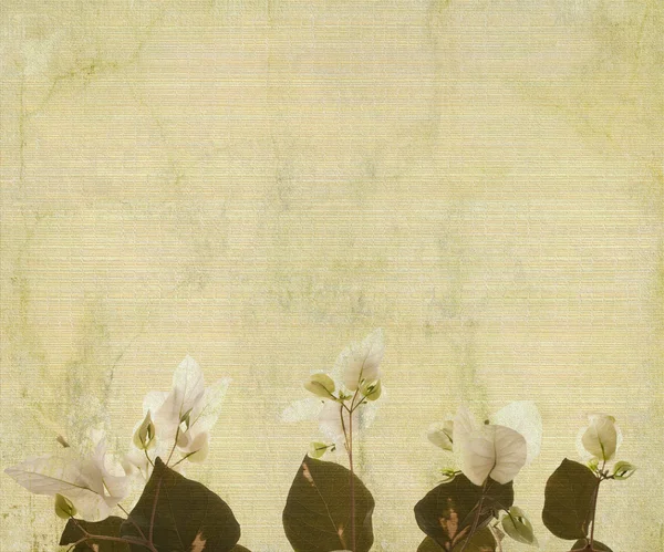 Bambu zemin üzerine beyaz bougainvillea çiçek — Stok fotoğraf