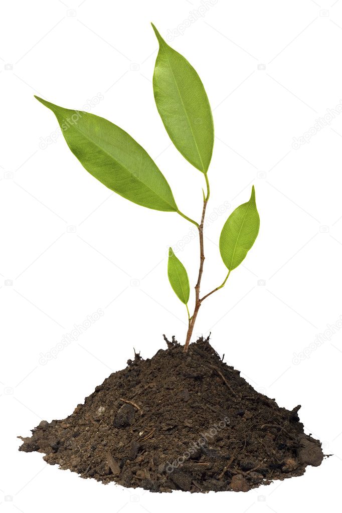 Young tree growing in soil isolated