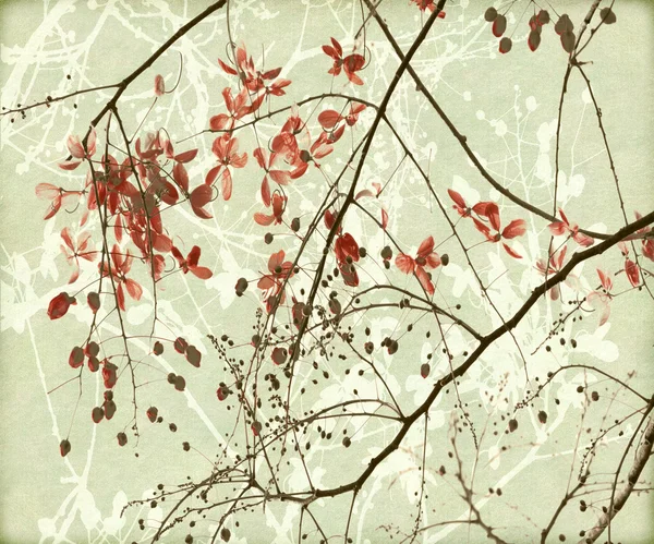 Splątanych Gałęzi Kwiat Czerwony Drukuj Papierze — Zdjęcie stockowe