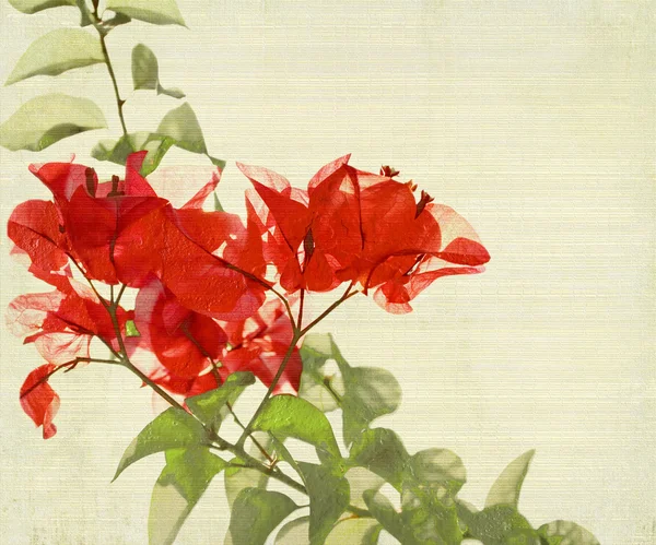 Red Bougainvillea Branch Bamboo Textured Background — Stock Photo, Image