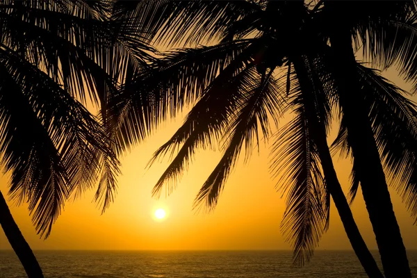 Tramonto palma tropicale — Foto Stock