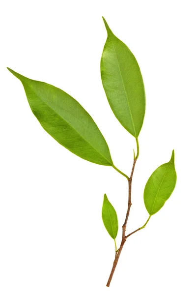 Branch of Ficus Leaves isolated — Stock Photo, Image