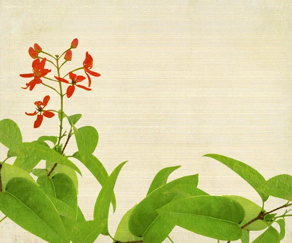 Červený květ a zeleň na bambus — Stock fotografie