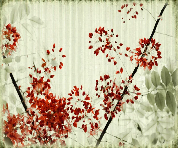 Fa blossom antik bambusz háttér — Stock Fotó